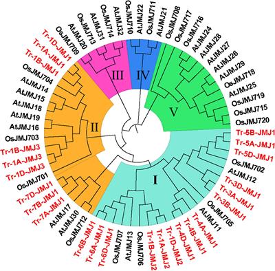 Genome-wide identification of the jumonji C domain- containing histone demethylase gene family in wheat and their expression analysis under drought stress